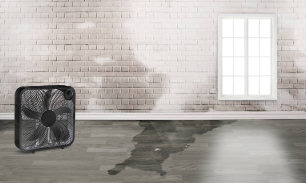 Best Water damage cleanup near me  in Edna, TX